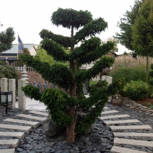 Bomen en planten